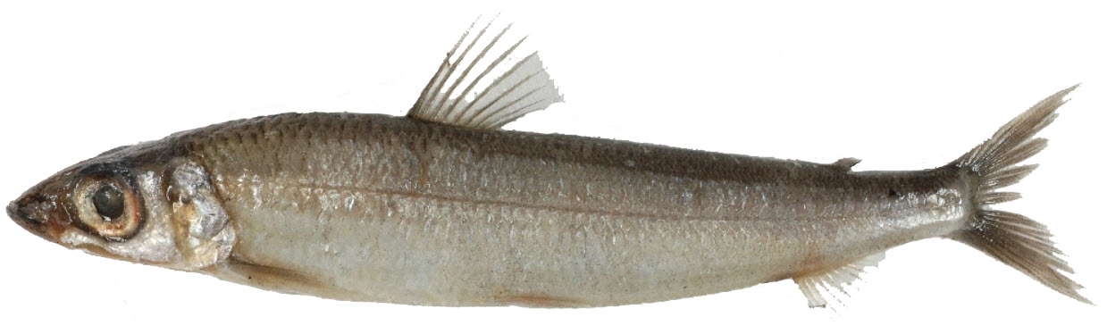 Argentina silus_04.jpg